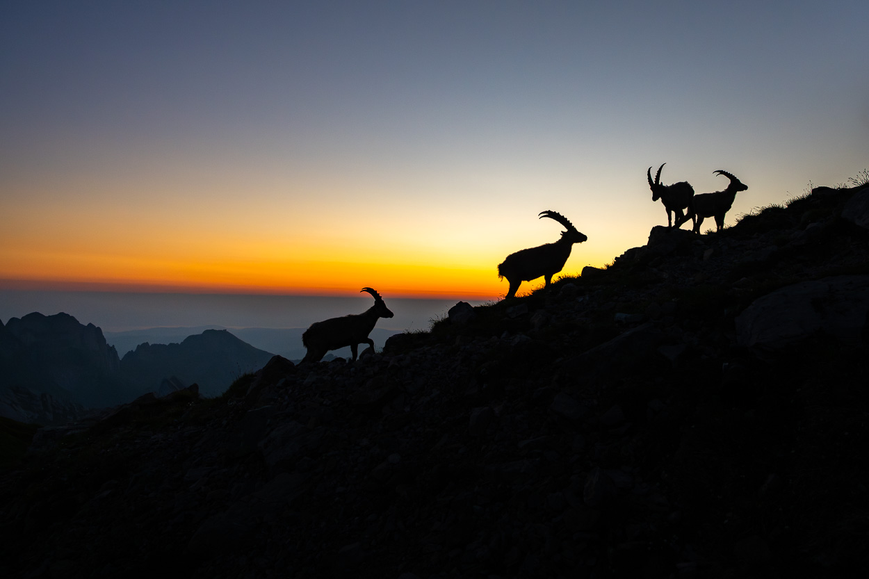Vier Steinböcke als Silhouetten bei Sonnenaufgang im Alpstein, vor farbigem Himmel in Blau-Orange.
